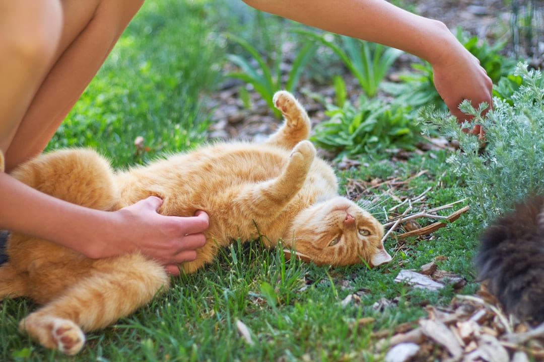 A person petting a cat on the grass on Happy Paws Daily