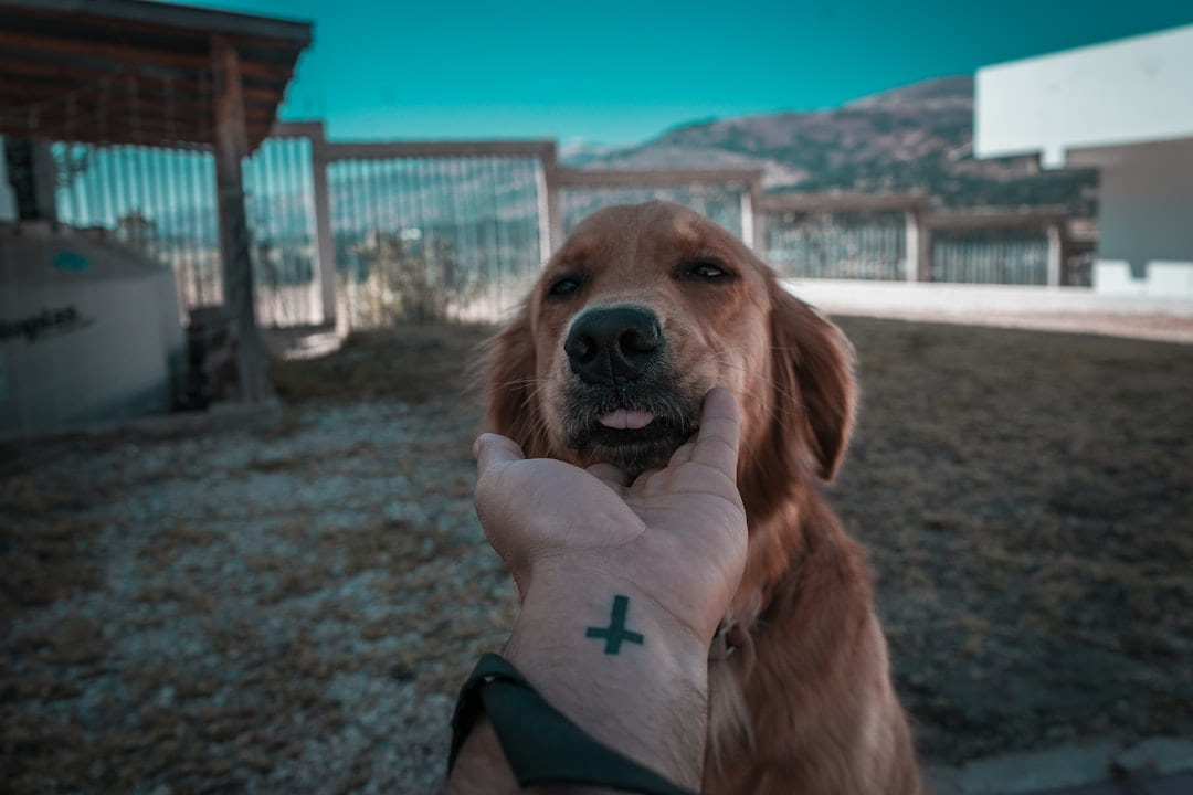 adult golden retriever on Happy Paws Daily