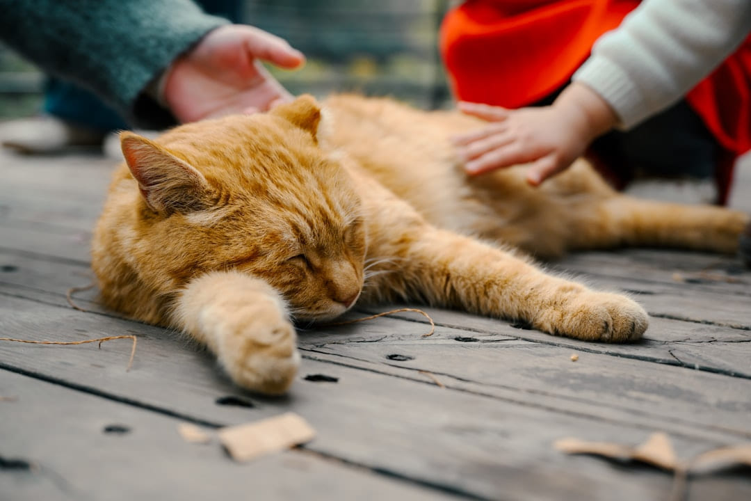 Two hands petting a ginger cat lying down on Happy Paws Daily