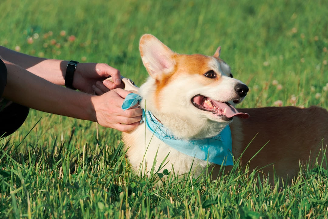 A person petting a dog in a field of grass on Happy Paws Daily