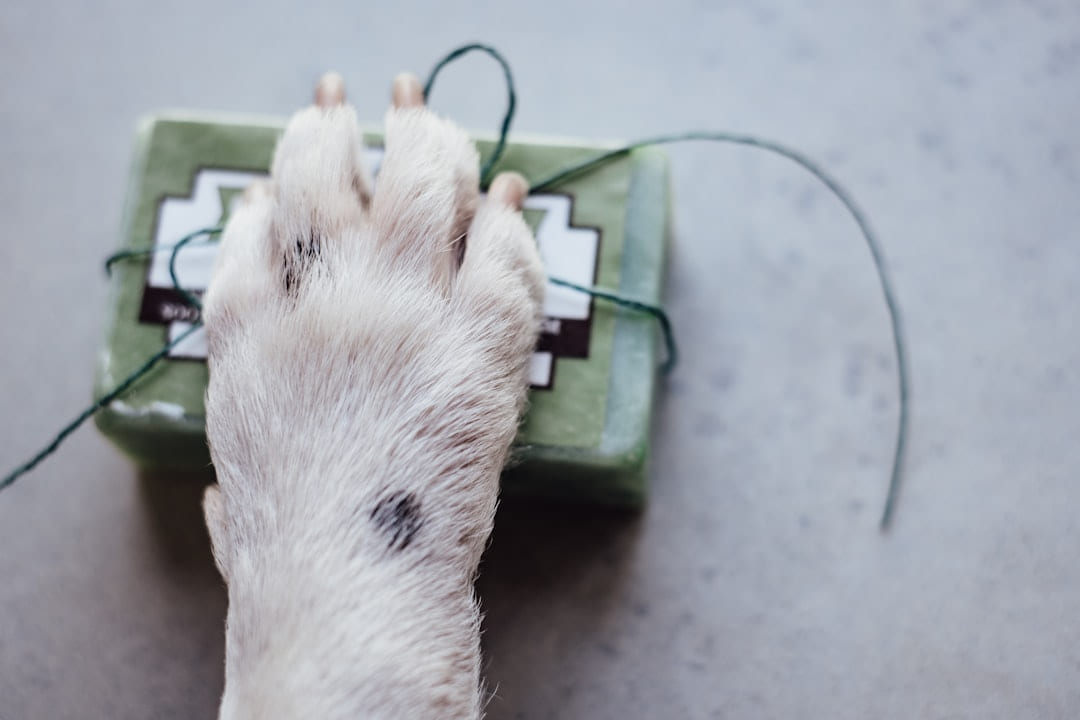 white and brown rodent on green plastic container on Happy Paws Daily
