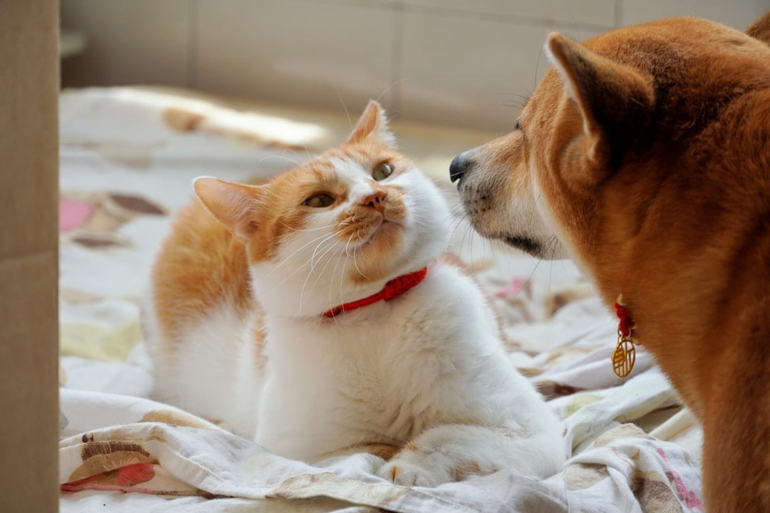 a cat and a dog lying on a blanket on Happy Paws Daily