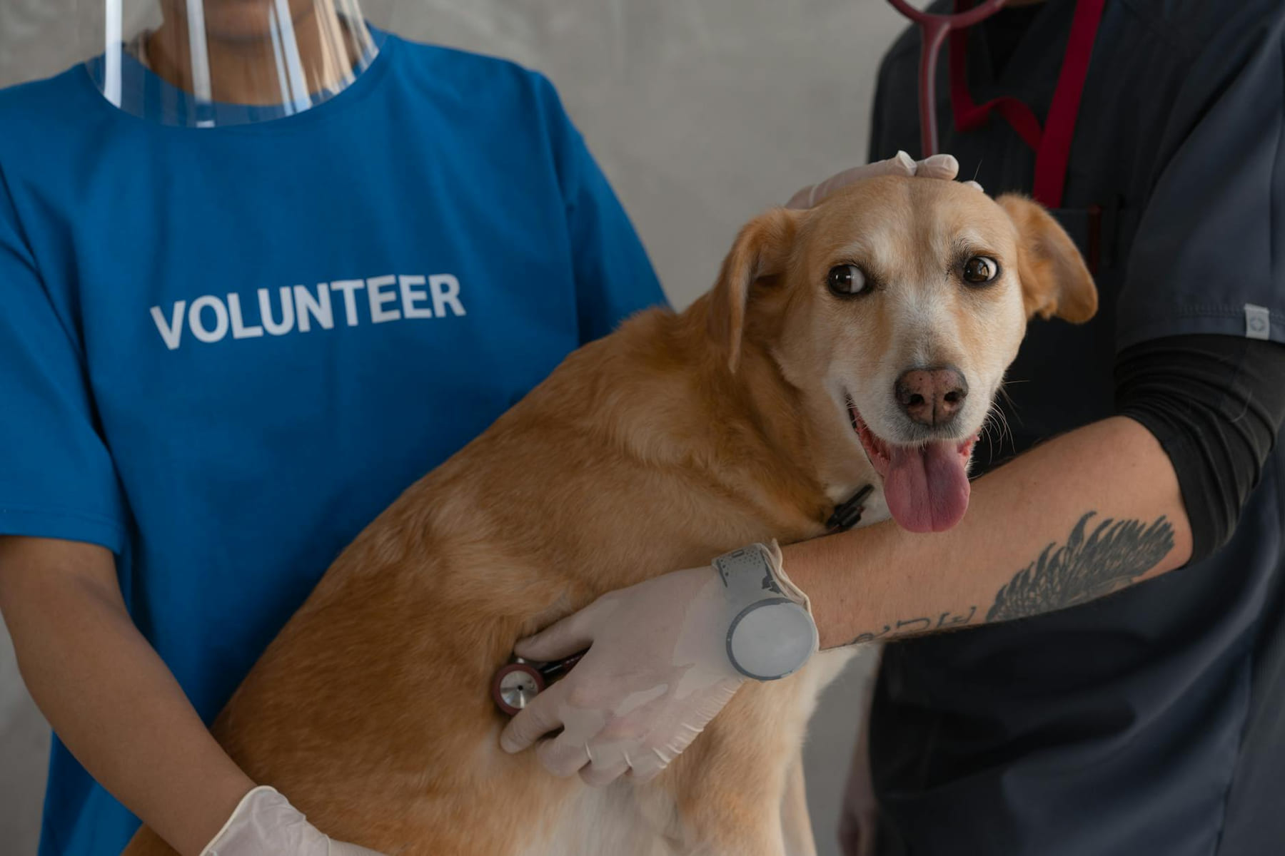 A veterinarian and volunteer examine a happy dog with a stethoscope. on Happy Paws Daily