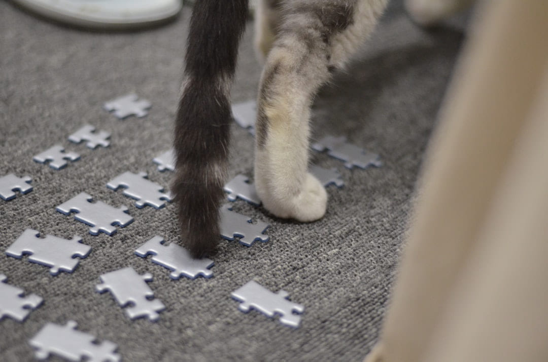 a cat standing on a pile of paper on Happy Paws Daily