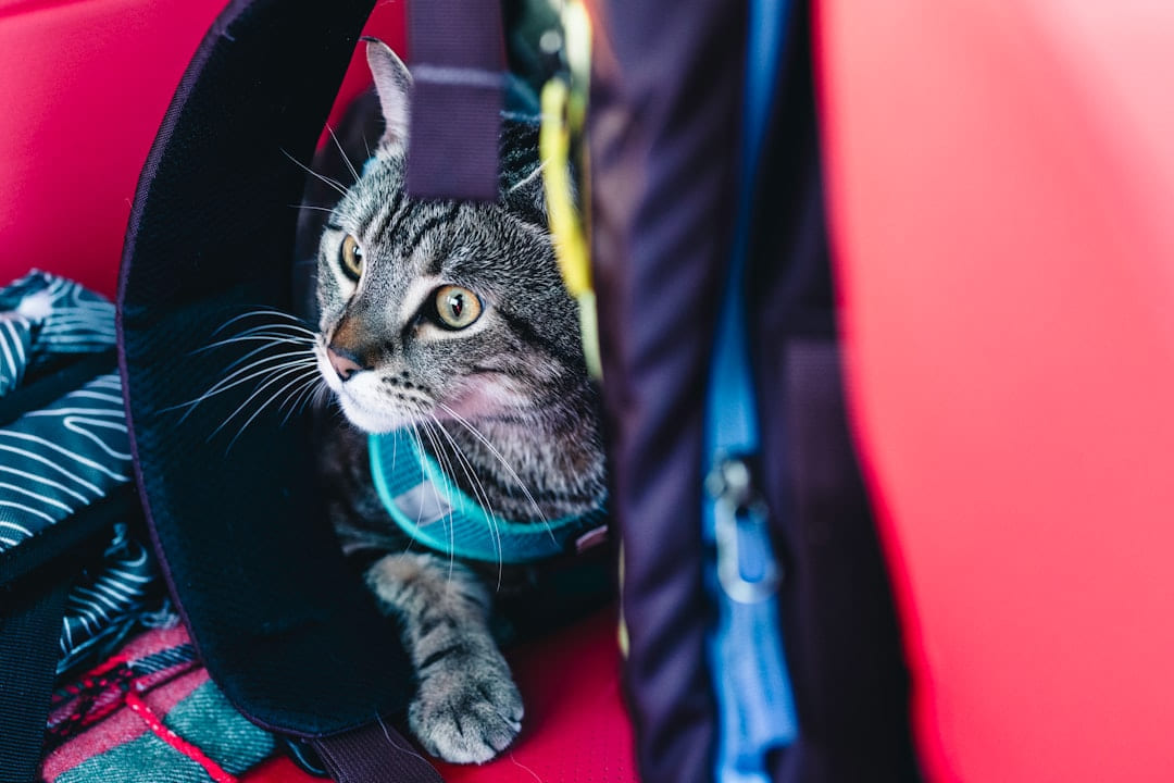a cat that is sitting in a piece of luggage on Happy Paws Daily