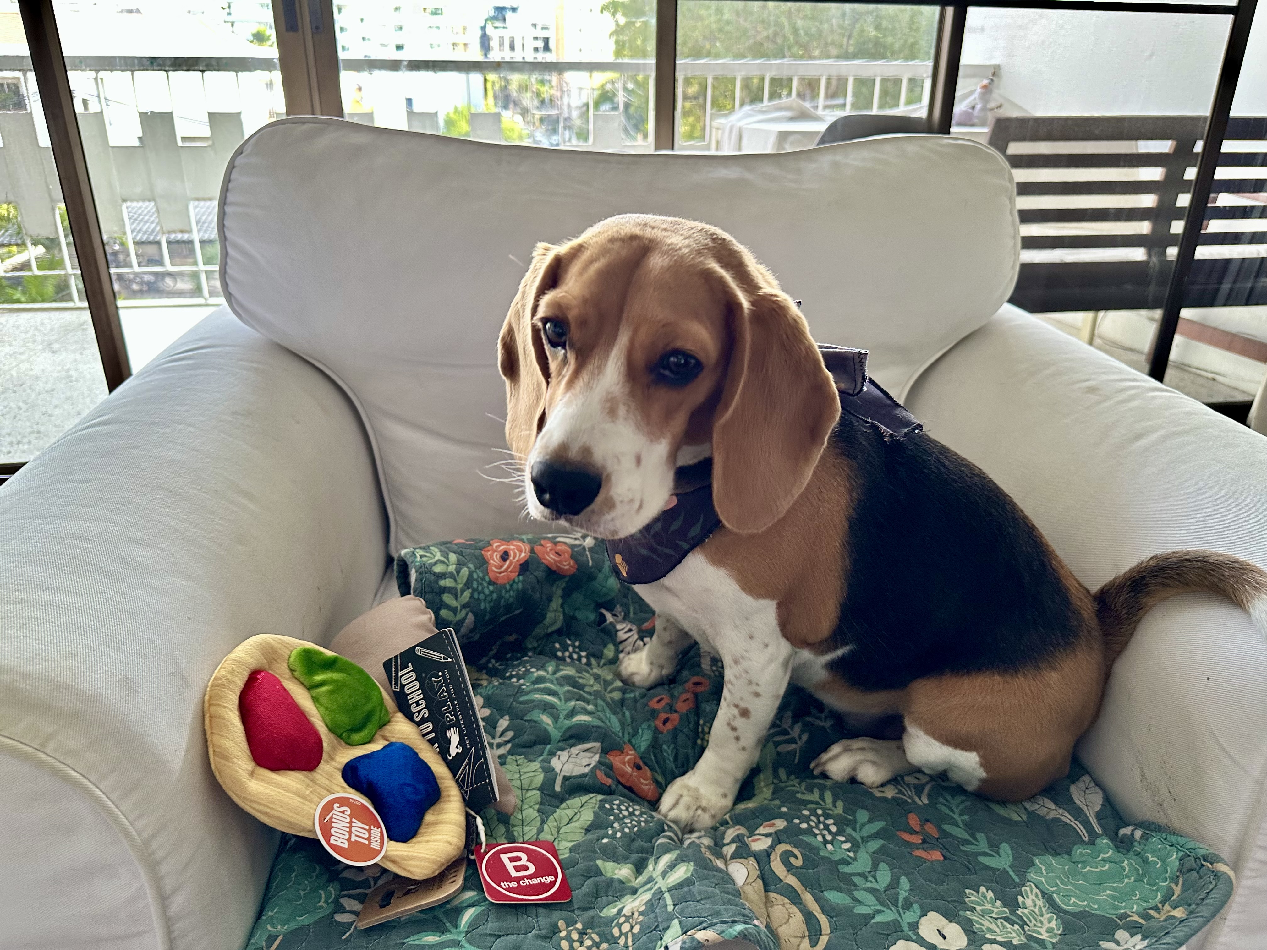 The Everyday Routine That Helps Pets Feel More Settled