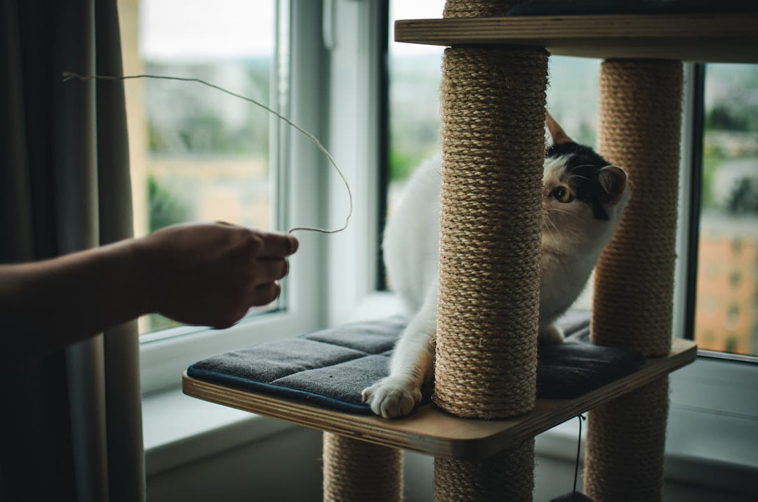 a cat sitting on top of a scratching post on Happy Paws Daily
