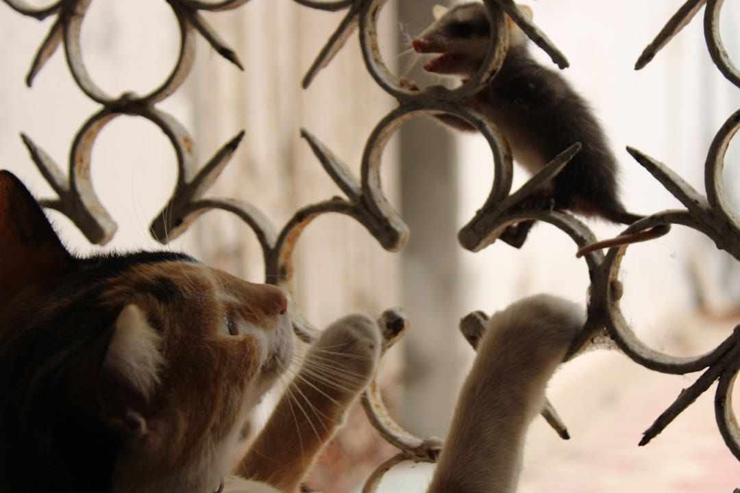 A cat looking out a window at a mouse on Happy Paws Daily