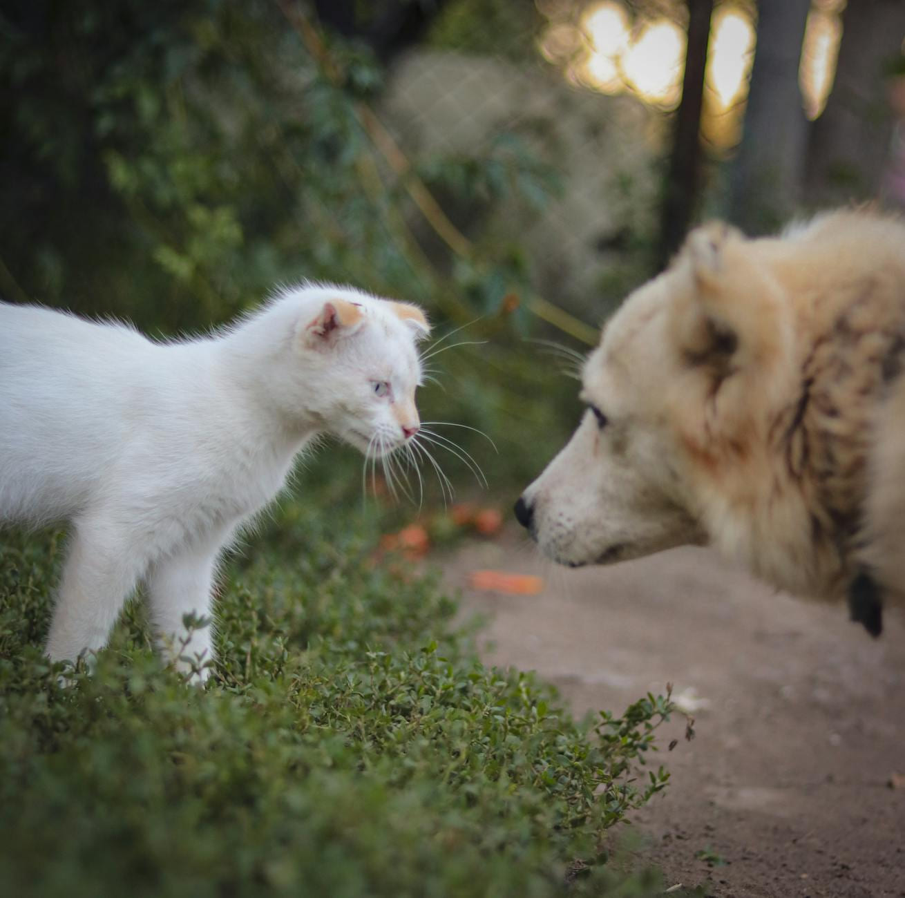A curious encounter between a young white cat and a fluffy dog in a garden. on Happy Paws Daily