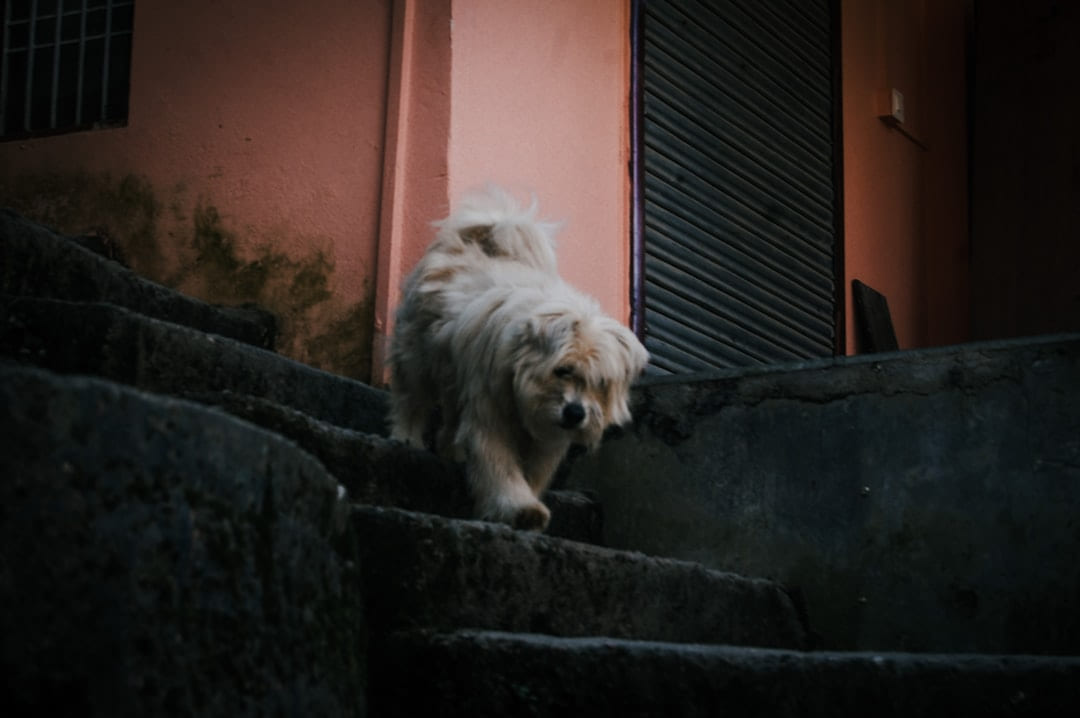 a dog standing on a stone ledge on Happy Paws Daily