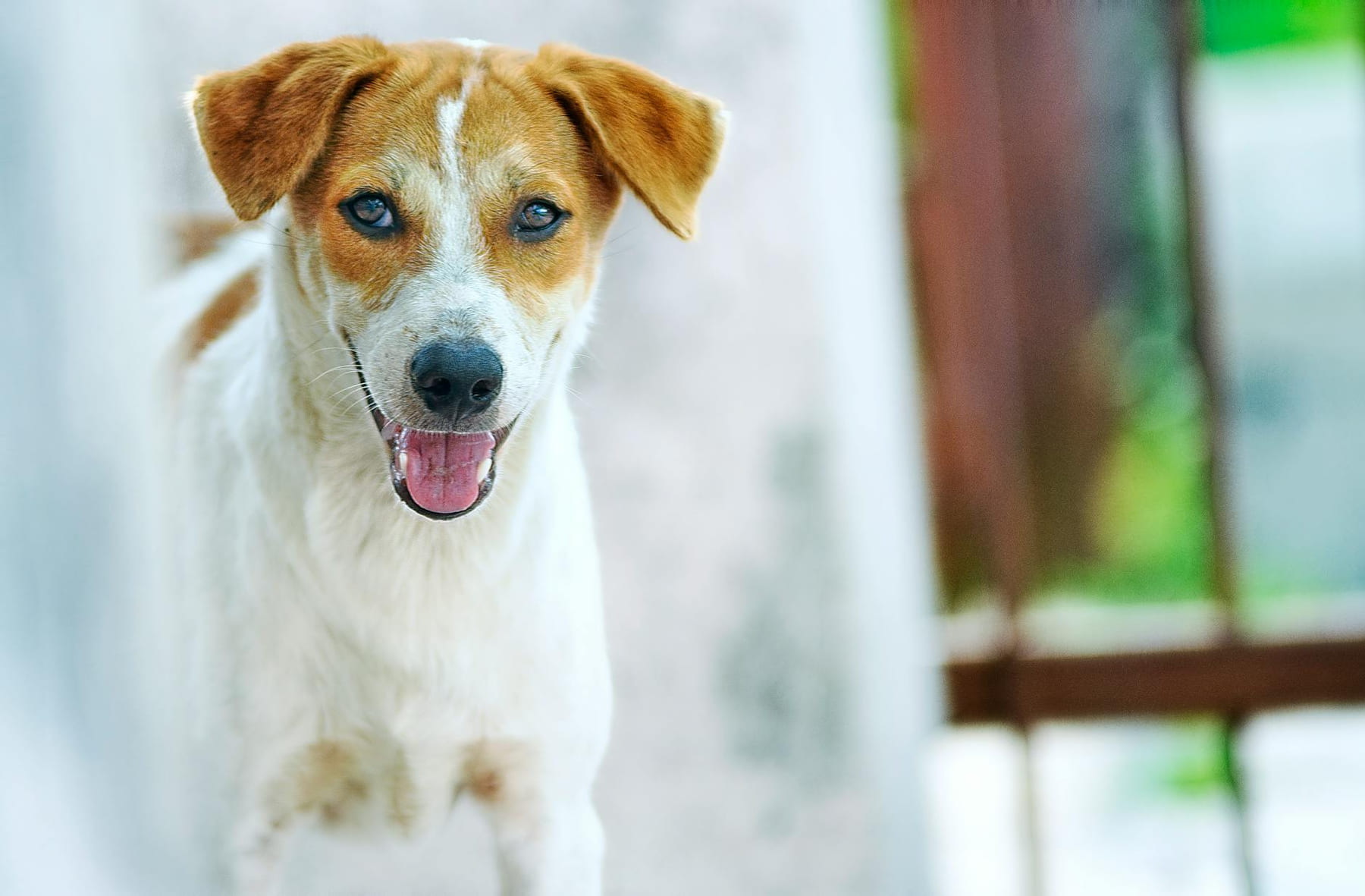 Close-up of a happy brown and white dog outdoors, showcasing a friendly expression. on Happy Paws Daily